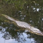 Simmande alligator