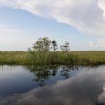 Utsikt över Everglades